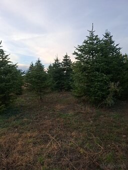 Vianočne stromčeky - 13