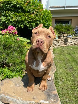 American bully XL - 13