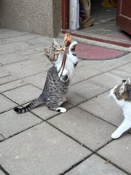 Mačiatko darujem - 13