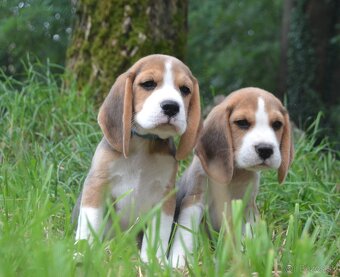 Bigel, bigl, beagle s PP - 13