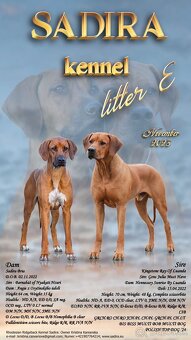 Rhodesian Ridgeback s preukazom pôvodu - 13