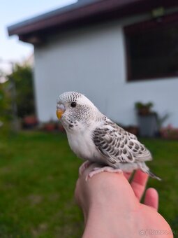 Ručne dokŕmená andulka - 13