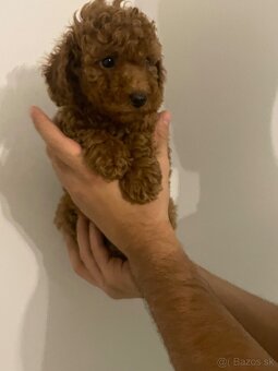 Toy pudel - 13