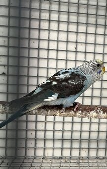 Blackwing andulky - 13