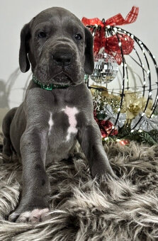 Německá doga modrá s PP - 1 měsíc - 13