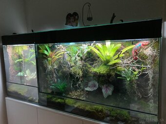 Terarium - 13