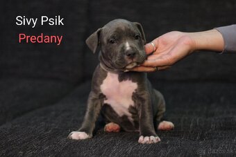 Predám šteniatka americkeho stafforda - 13