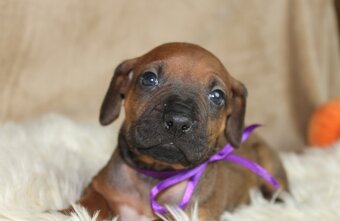 Rodézsky ridgeback - 13