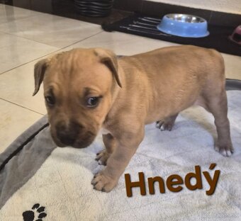 Americký stafordšírsky teriér - 13