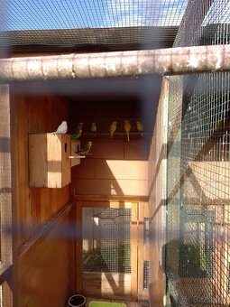 Papagáj spevavy - 13