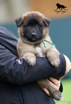 Belgický ovčiak Tervueren - štěňátka s PP - 13