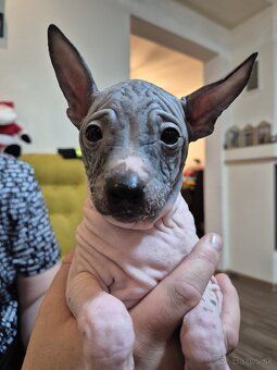 Americký bezsrstý teriér - 13