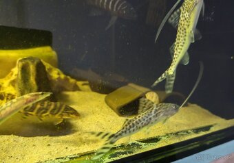 Predám akvarijné rybičky - 13