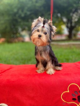 York, Yorkshire, Yorkshirsky terier, mini yorkshire - 13