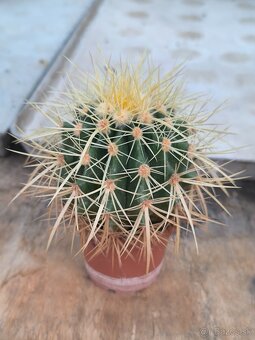 Kaktusy a sukulenty - 13