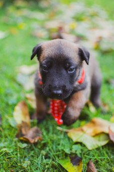 Šteniatka belgický ovčiak malinois s PP - 13