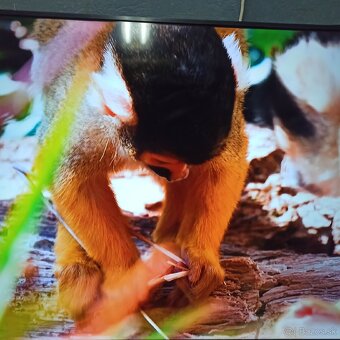 Thomson 4k Android smart tv 55(139) - 13