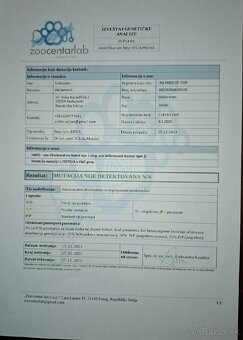 DOBERMAN ŠTENIATKA S FCI P.P - 13