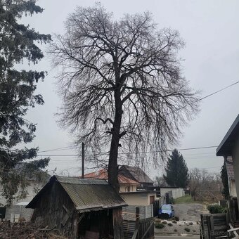 Rizikové rezanie stromov - 13