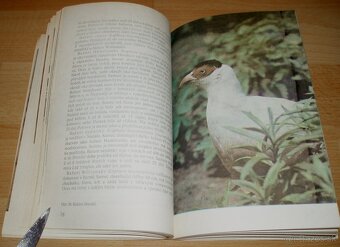 Bažanti a ostatní hrabaví - 13