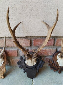 Trofeje srncov na podlozkach - 13