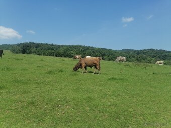 Galloway - 13