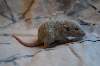 Potkaníky s rodokmeňom - rezervácie - 13