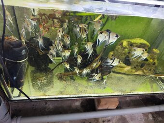 Akvarijne rybycky výhodné,s chovnicky🐟🦐 - 13