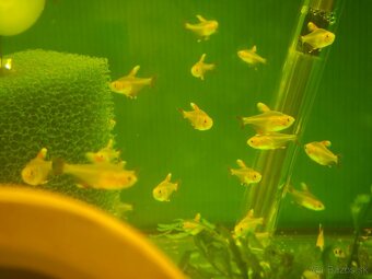 Akvarijne rybicky výhodné,s chovnicky🐟🦐 - 13