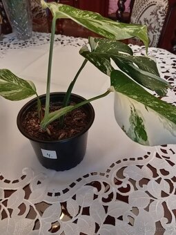 Monstera albo variegata - 13