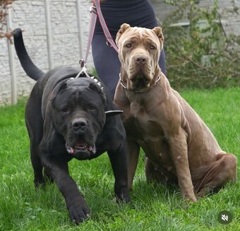 Bandog , Mastiff , Mollos - 13