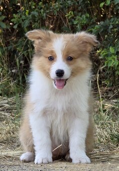 Austrálsky ovčiak × Border collie, borderka, border kólia - 13