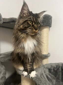 Mainska myvalia mačka main coon - 13