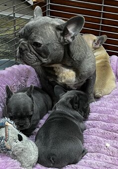 Francuzsky buldoček - 13