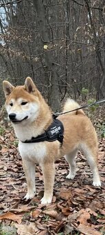 Shiba inu - 13
