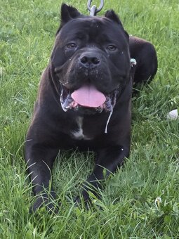 Cane corso šteniatka - 13