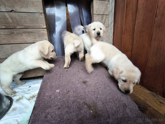 Labradorsky retriver - 13