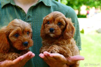 Cavapoo - 13