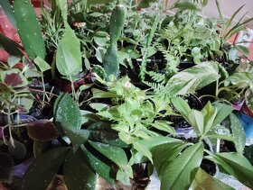 10 druhov mix  izbových rastlín - 13