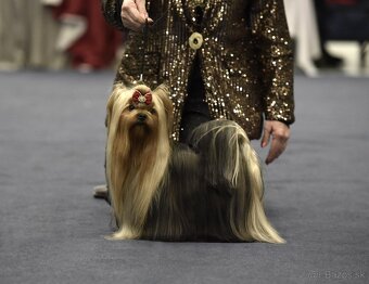 YORKSHIRE TERRIER s PP rodokmenom - yorkshirsky terier - 13