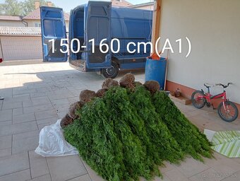 Tuja Smaragd, vavrínovec, červienka - Košice - 13