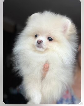 Pomeranian - 13