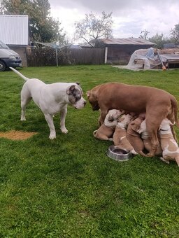American Bully XL - 13