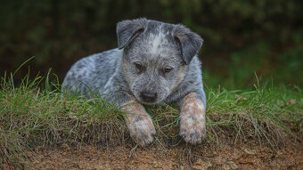Australský dobytkársky pes s PP, rezervace, volní kluci - 13