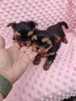 Yorkshire terrier - 13