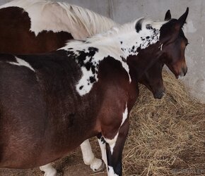 luxusní PAINT HORSE PLEMENÍK, DOUBLE HOMOZYGOT, import - 13