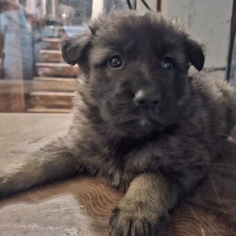 Nemecký ovciak - 13
