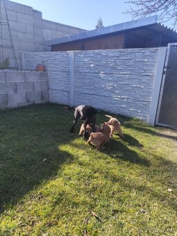 Pudl stredný pudlik - 13