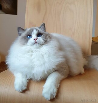 Ragdoll kocourek do chovu - 13