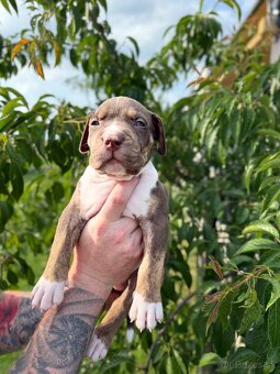 American bully XL/XXL s PP/stafford/pitbull/cane corso - 13